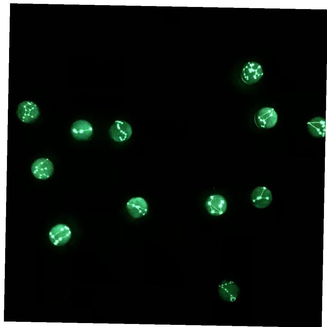 Amazon.co.jp: 羽しおり 夜光 金属 十二星座しおりペンダント ロング