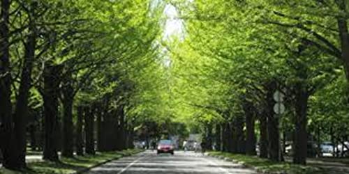 北海道大学法科大学院志望理由書