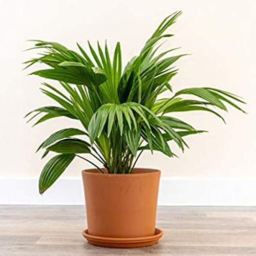 Garden Nature Care China Palm Air Purifier Natural Live Plant Indoor and Outdoor, Green (B09MLSJ3NV) Amazon Price History, Amazon Price Tracker