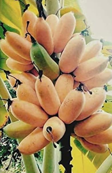 NDS- Real Live Banana Kela Fal Ka Podha plant Tc Green - Fruit Plants & Tree Outdoor Living Indoor Plant-n (Nendran Kerala Banana)