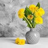 800 piezas Semillas de diente de león jardín de plantas decoración de jardín para exterior cobertura del suelo, perenne resistente semillas de flores perenne resistente camas elevadas