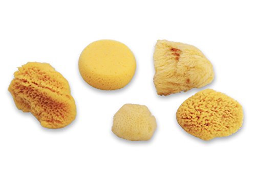 Natural Sea & Synthetic Sponges - Assorted Sizes 7Pc Value Pack For Crafts & Artists: Great For Painting, Hobbies, Art, Effects, Ceramics, Clay, Pottery By Lullingworth® #TOP4