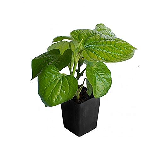 See full amazon price history chart for Bhajanlal Greenery Banarasi Magai Paan Plant with Nursery Pot Bhajanlal Greenery Banarasi Magai Paan Plant with Nursery Pot (B09GBCDZN1) Amazon Price History, Amazon Price Tracker