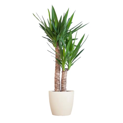 Yucca Elephantipes con Viber bianco - 80-90cm - Ø21cm - Pianta d'appartamento - Sempreverde