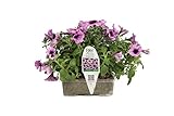 Supertunia Bordeaux Flower Pillow, 5 Live Plants in 6-inch-by-4-inch Tray