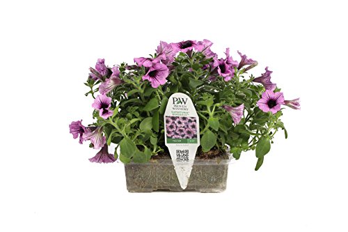 Supertunia Bordeaux Flower Pillow, 5 Live Plants in 6-inch-by-4-inch Tray