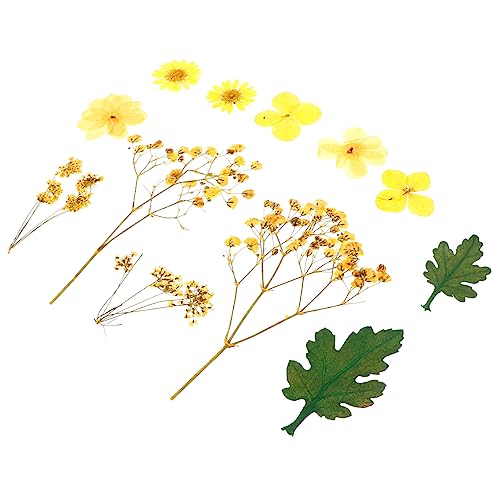 NUOBESTY Material 12 Unidades Saco em relevo flores secas brindes personalizados materiais para faze