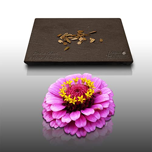 25 graines Fleurs à semer - Le Grenier d'Abondance - ZINNIA géant à fleur de Dahlia varié - Zinnia grandiflora