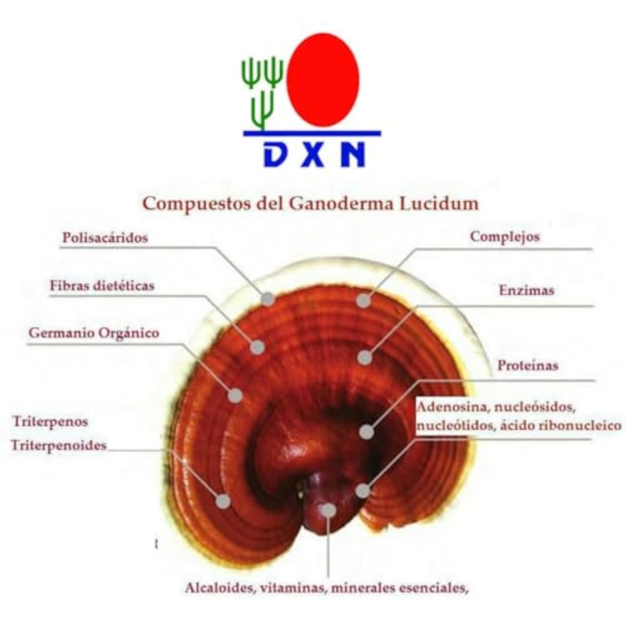 PUPHE Dxn Product Rg Gl 90 Capsules