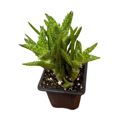 PLANTVERS Aloe Juvenna in a 3' Grow Pot – Tiger Tooth Aloe – Live Unique Tooth Aloe with Spiky Green Leaves – Low Maintenance Indoor Succulent for Home or Office Décor - Exotic Rare Succulent Cacti