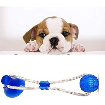 dog playing with toy