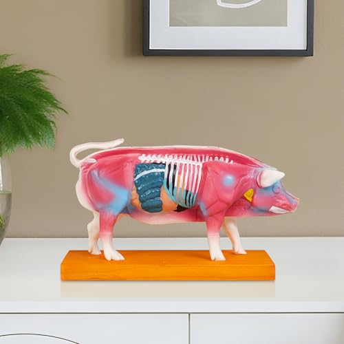image for Simedutech Pig Anatomy Model with Acupuncture Points - Veterinary Teac