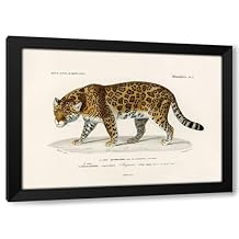 ArtDirect Jaguar panthera Onca Custom Framed Art Print Giclee Print or Canvas Options with Various Sizes and Customization by Dessalines, Charles D.