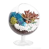 Creations by Nathalie 6" DIY Chalice Terrarium Kit with Live Plants - Build Your Own Glass Terrarium for Adults & Kids with Moss, Crystals, Soil, Tools & Figurine - Mini Ecosystem - Made in The USA