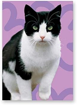 Chat Noir Et Blanc Carte D Anniversaire Amazon Fr Fournitures De Bureau Chat Noir Et Blanc Carte D Anniversaire Amazon Fr Fournitures De Bureau