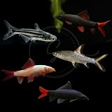 Freshwater Shark Collection – Rainbow, Bala, Red Tail, Albino & More (6 Assorted Shark Mix)