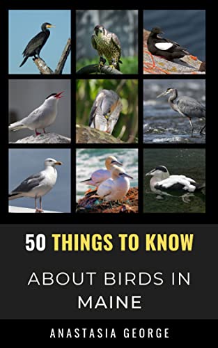 50 Things to Know About Birds in Maine : Birding in The Pine Tree State (50 Things to Know About Birds- United States) (English Edition)