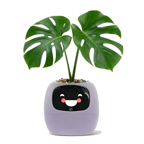 PLANTSIO Ivy - Maceta inteligente para decoración del hogar, plantas, compañero,...