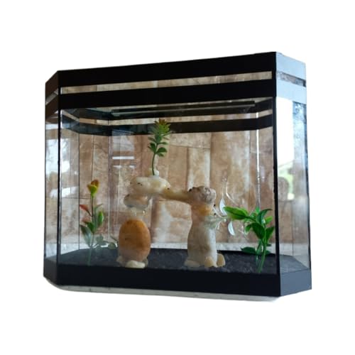 Aquario Beteira Oval Para Peixe Betta 3,0L (até a borda) Decorado Ornamentação Exclusiva