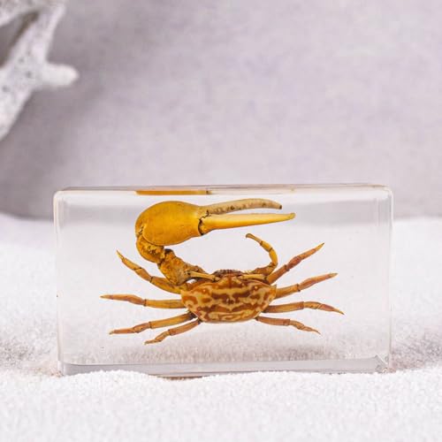 Image of Taxidermy Turtle Crab Snail Conch, Sea Oceans Animals Specimen in Resin for Closer-Look & Study, Novelty Fun & Educational for Science Classroom Specimens, Home Office Decor Gift (2.9x1.6x0.9-inch)