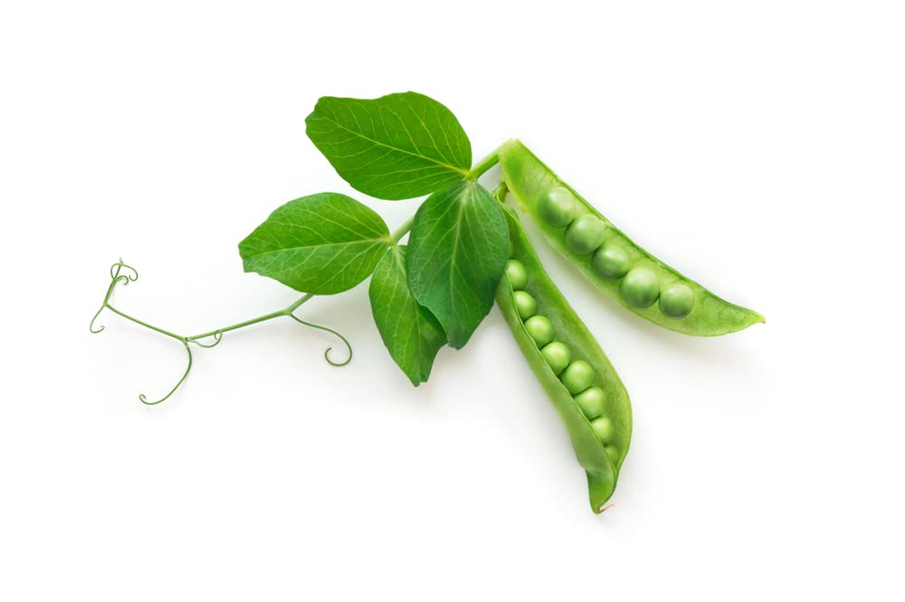 Pea Plants, 16 x Full Plant Pack, Vegetables Plants, Peas, Garden Ready and Ready to Plant, Premium Quality Vegetables