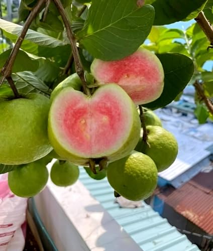 Image of Hidden Enterprise Taiwan Guava Live Fruit Plant High Yield Sweet Variety | Height 1.5-2 Feet | Without Pot | Ideal for Home Garden Balcony Terrace Outdoor Growing with Healthy Roots