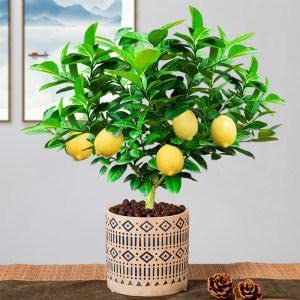 Dwarf Lemon Bonsai Tree Seeds, 30 Seeds,Grow A Delicious Fruit Bearing Bonsai Tree #TOP2