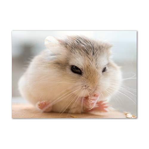 Crédence cuisine verre 100x70cm décorative motif hamster pour une touche de douceur
