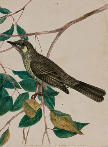 Lienzo Honeysucker de John William Lewin cuadro pared 60x90cm