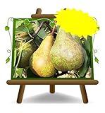 Pera Conferencia – Planta frutal viejo portainjerto COT:BA. 29 en maceta 26 - árbol máximo 200 cm - 4 años
