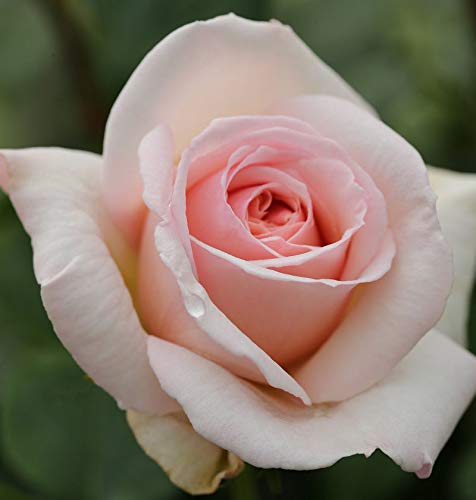 Kletterrose Penny Lane® 30-60cm - lebende Gartenpflanze aus den Baumschulen