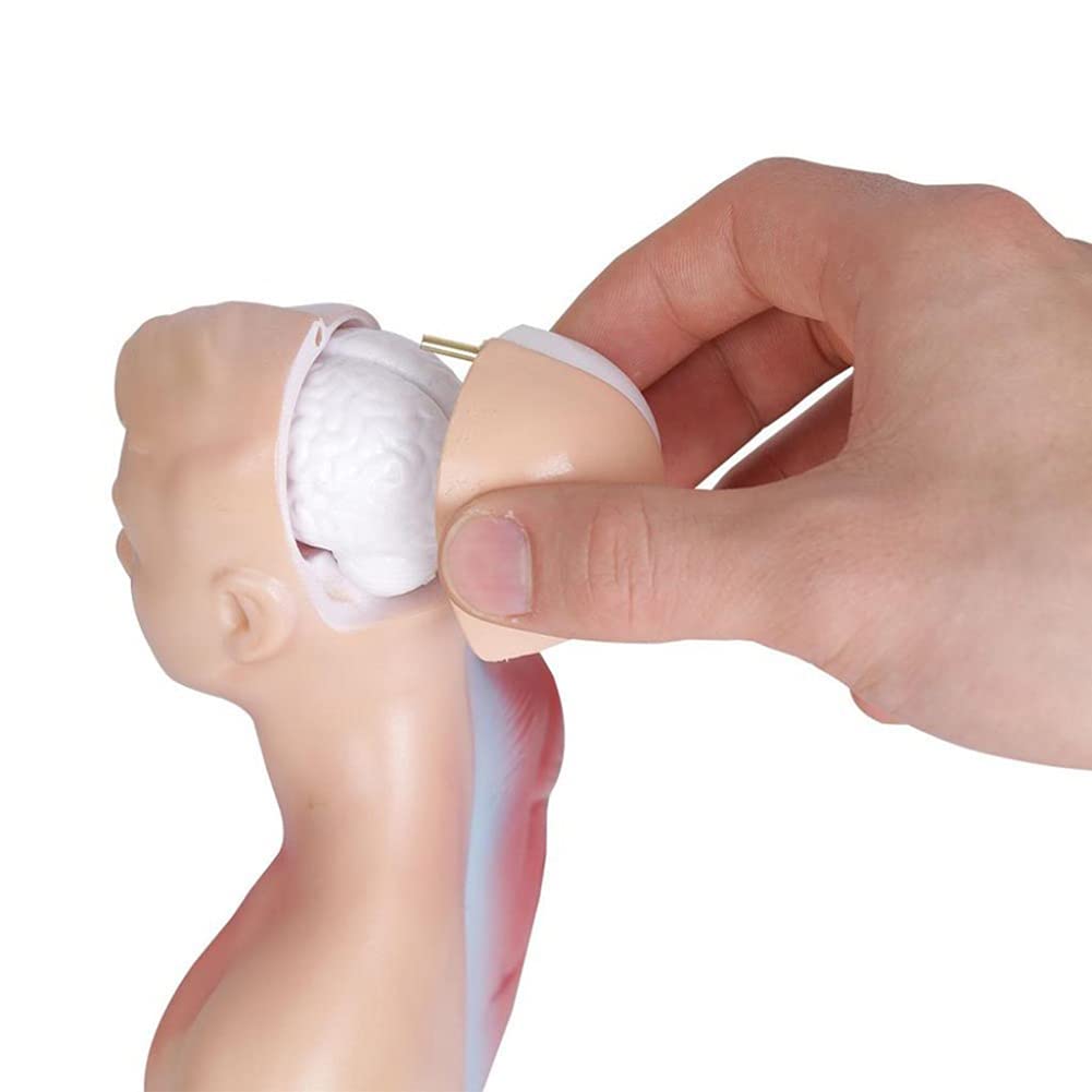 Modelo de anatomía, Torso Humano Desmontable de 28 cm de Alto, Modelo de Torso para niños, Herramienta de Aprendizaje médico, Esqueleto de 15 órganos extraíbles.