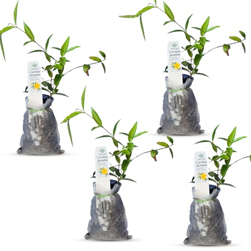 Carolina Jasmine Plant, Live Evergreen Vine, Fragrant Yellow Blooms, Fast Growing Climber for Trellis, Fences, or Arbors - Gelsemium sempervirens - 4 Bags