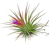 Rubra Ionantha Tillandsia Air Plant, Air Plants, Home Decor & Gift, Air Plant Live, Airplant Bulk, Tillandsia, Terrarium Plant, Healthy Arrival Guaranteed