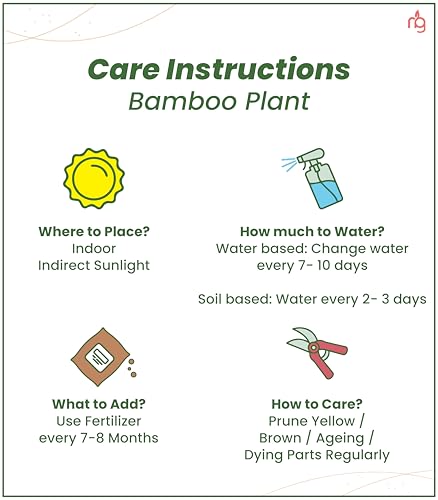 Image of Nurturing Green 2 Layer Lucky Bamboo Combo in Ivory Ceramic Pot | Wedding Gifts For Marriage Couple | Wedding Gifts For Marriage | Wedding Gift For Friend | Plant Gifts With Pot | Gift Plants