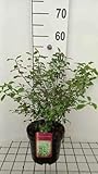 Pittosporum tenuifolium - Pittospore 30-40 cm en pot
