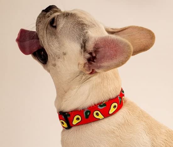 Lana Paws Avocados Durable Fabric Dog Collar Belt for Small Dogs, Shih Tzu, Lhasa Apso, Pomeranian, Dachshund (B09X9R537C) Amazon Price History, Amazon Price Tracker