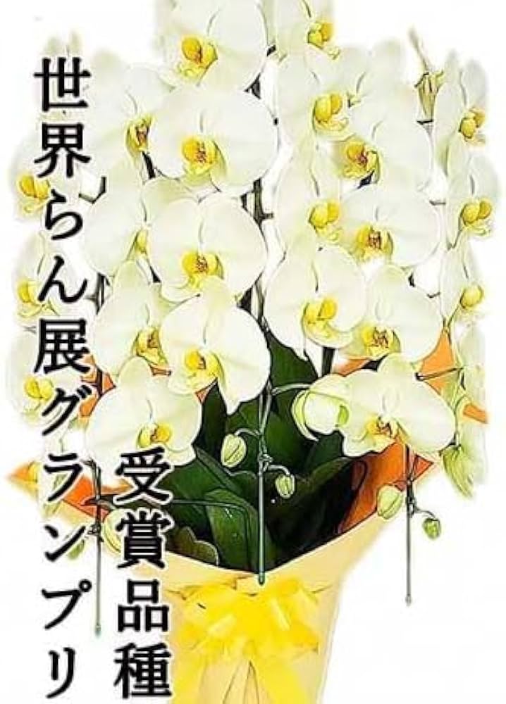 【セール中】胡蝶蘭3本立46輪(白) 特大 陶器鉢入り世界らん展受賞国分寺洋蘭園 002_1688980398403_1200.jpg