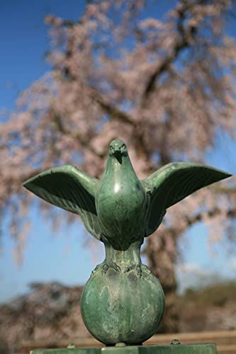 【日本の春の風景ポストカード】京都府京都市丸山公園の桜2007年の葉書８ハガキはがき photo by MIRO