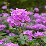 lantana - comprar semillas de trepadoras resistentes de primavera bonsái interior decorativas jardín silvestres semillas perennes 550pcs