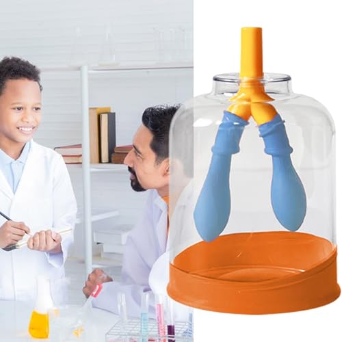 Modelo de respiración pulmonar resistente a arañazos para enseñanza de ciencias 3