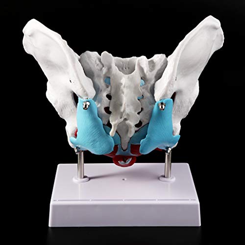 DEARLOYEA Modelo de músculo do assoalho pélvico feminino, ovário, útero, recursos educativos removív