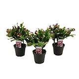 Flores de varios colores. Cactus de la Navidad DECOALIVE Set de 3 Unidades de Schlumbergera (8436601575081)