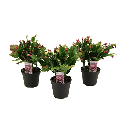 Cactus de la Navidad DECOALIVE Set de 3 Unidades de Schlumbergera (8436601575081)
