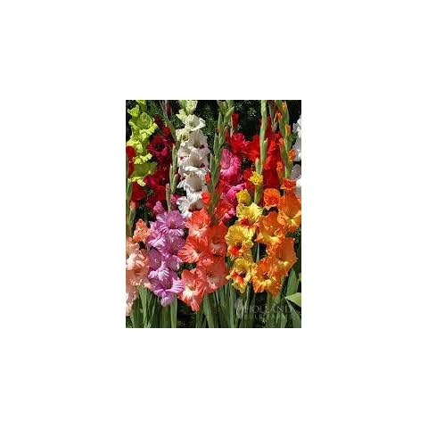 (10) Mixed Colors Gladiolus, Large Flowering, Large Bulbs, SeedsBulbsPlants&More, Grown and Sold in USA Cover