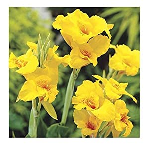 Plantazee Canna Lily Bulbs Yellow King Humbert Giant Plant with Pot - Decorative Outdoor Flower Plant Pot
