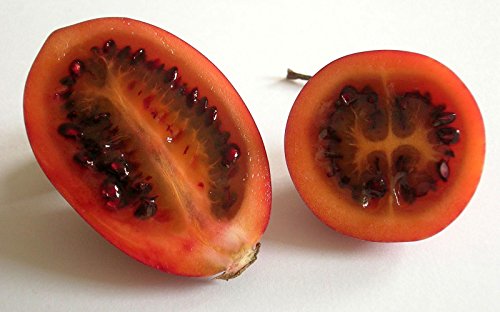 Cyphomandra betacea | Tamarillo | Tree Tomato| 10_seeds - Thumbnail 2