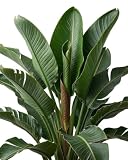 Semillas de Strelitzia Ave del Paraíso para Cultivo en Exterior y Maceta con Luz Natural DECOALIVE