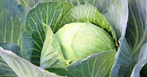 Image of Cabbage seeds (30 seeds)