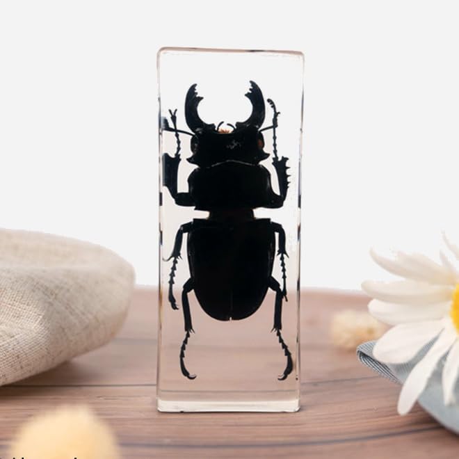 Image of Taxidermy Shrimp Beetle Scorpions, Real Bugs Insects Specimen in Resin, Clear Acrylic Sealed for Closer-Look & Study, Science Educational Classroom Specimens, Unique Amazing Gift (4.3x1.7x1.1-inch)